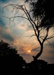 cecfee-udaipur-17 (3)